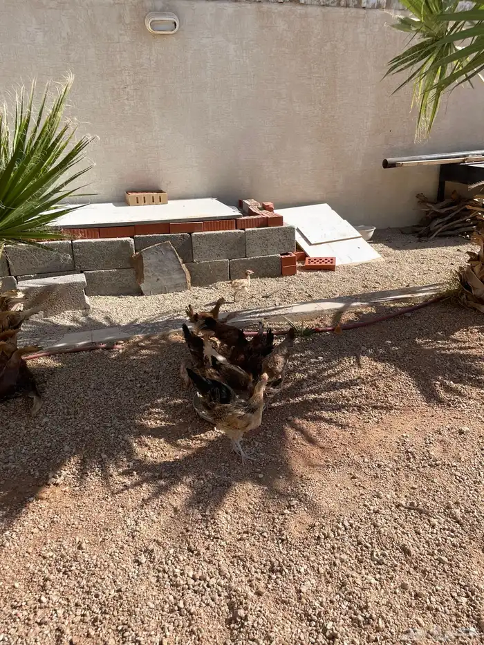 فروخ دجاج 2