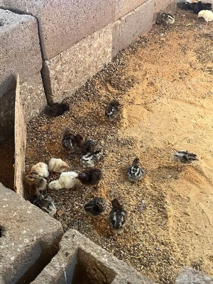 البيع صوص 4