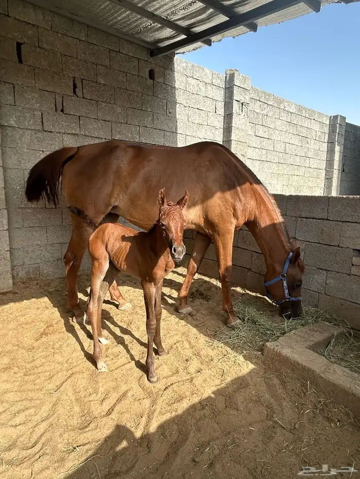 فرس شعبيه تحتها مهره 2