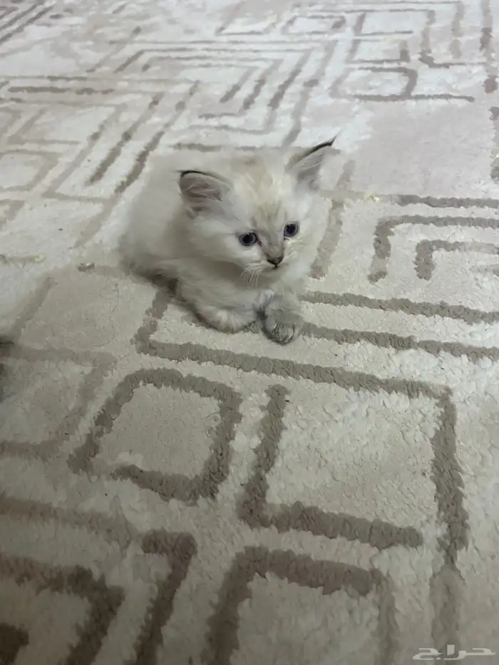 قطط للبيع 1