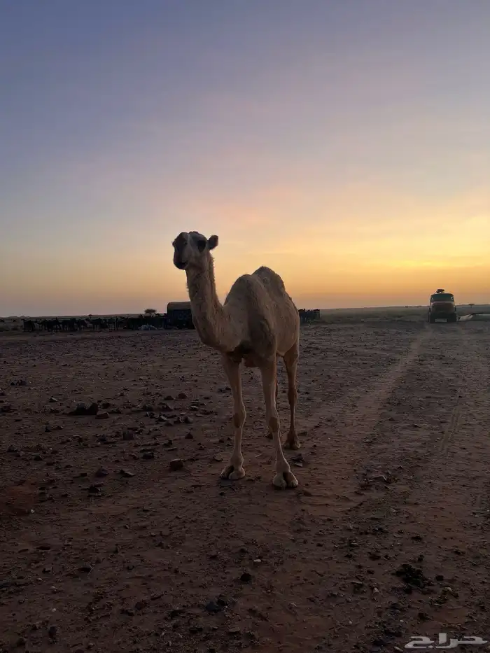 ناقه هامله 2