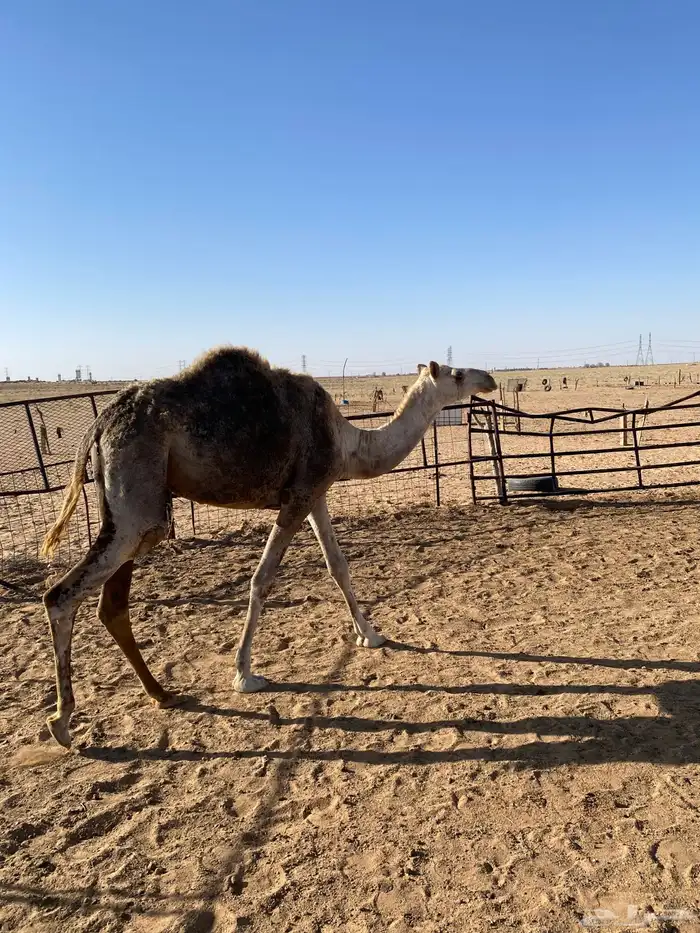 بكره طيبه حقه 4