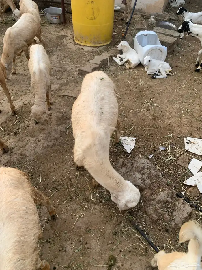 تيس بلدي للبيع وفرير بلدي للبيع 5