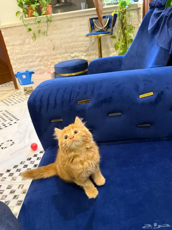 للبيع 2 كيتن شيرازي بعمر شهرين لعوبين 0