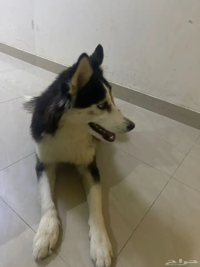 هاسكي للبيع عمره سنه ونص 500 0
