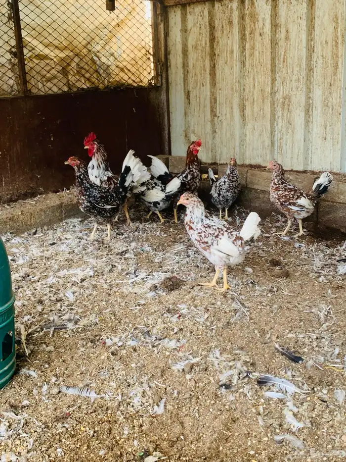 ديكين وست دجاج عربي ماكنتوش افرق مقبع 6