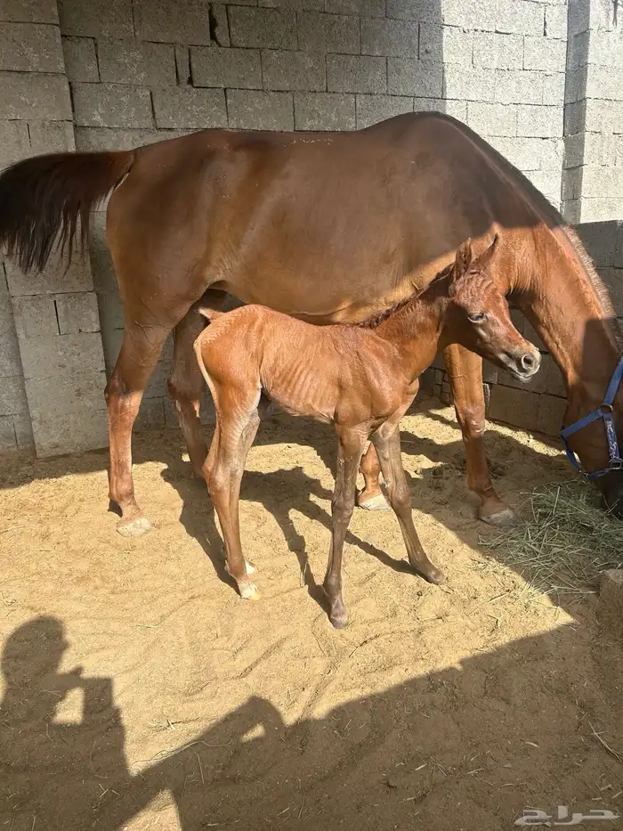 فرس شعبيه تحتها مهره 4