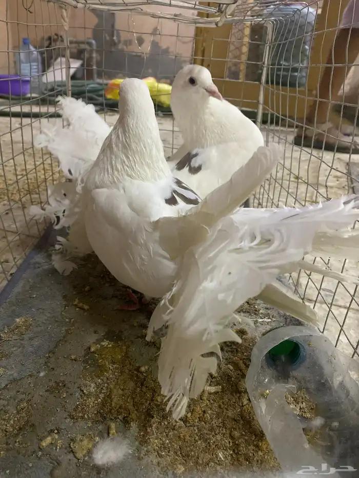حمام 2