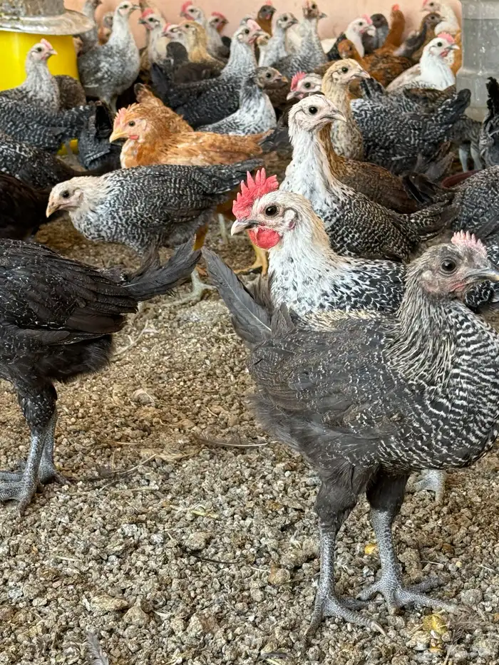 دجاج فروخ 2