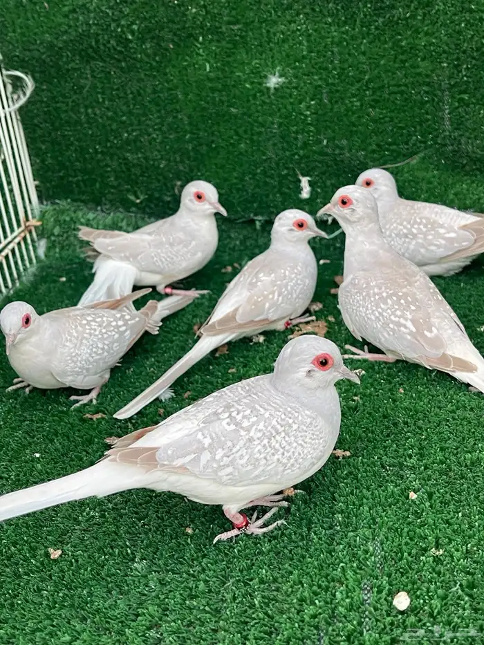 الماسي فواتح 0