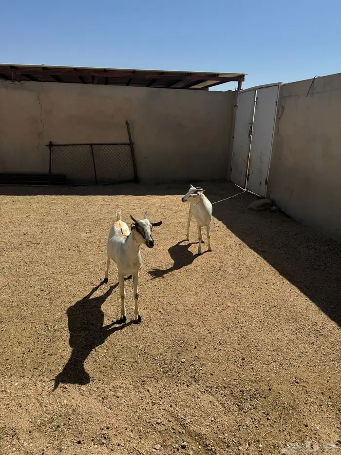 2- تيوس برابر مرابي 3 شهور 2