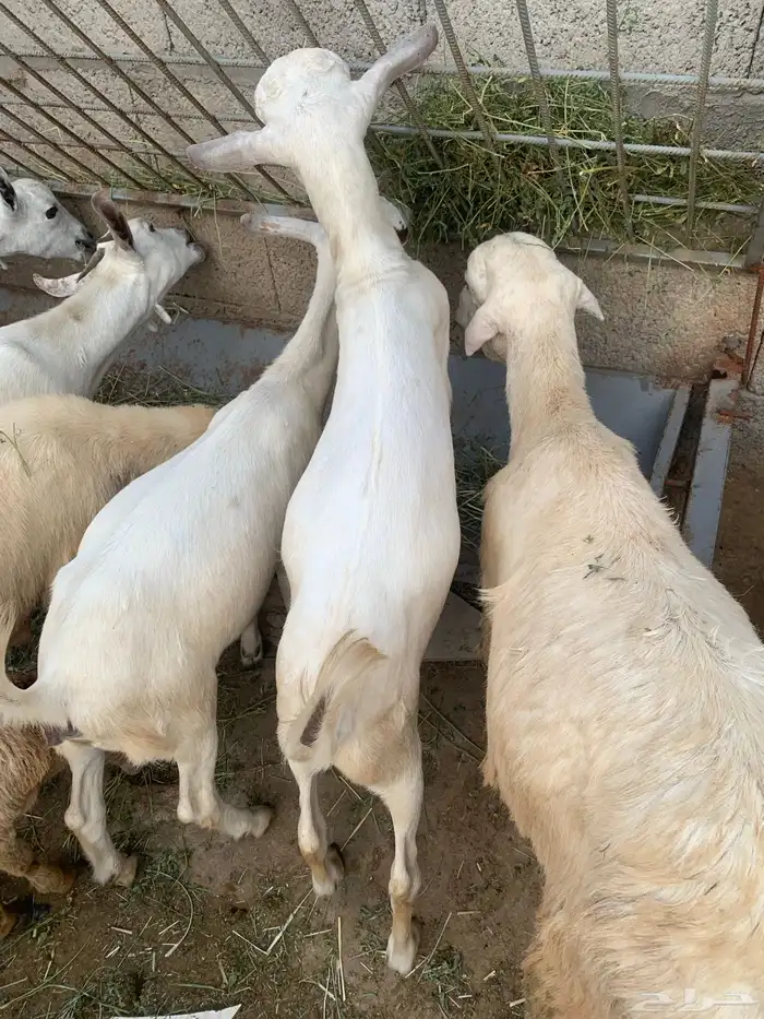 تيس بلدي للبيع وفرير بلدي للبيع 6