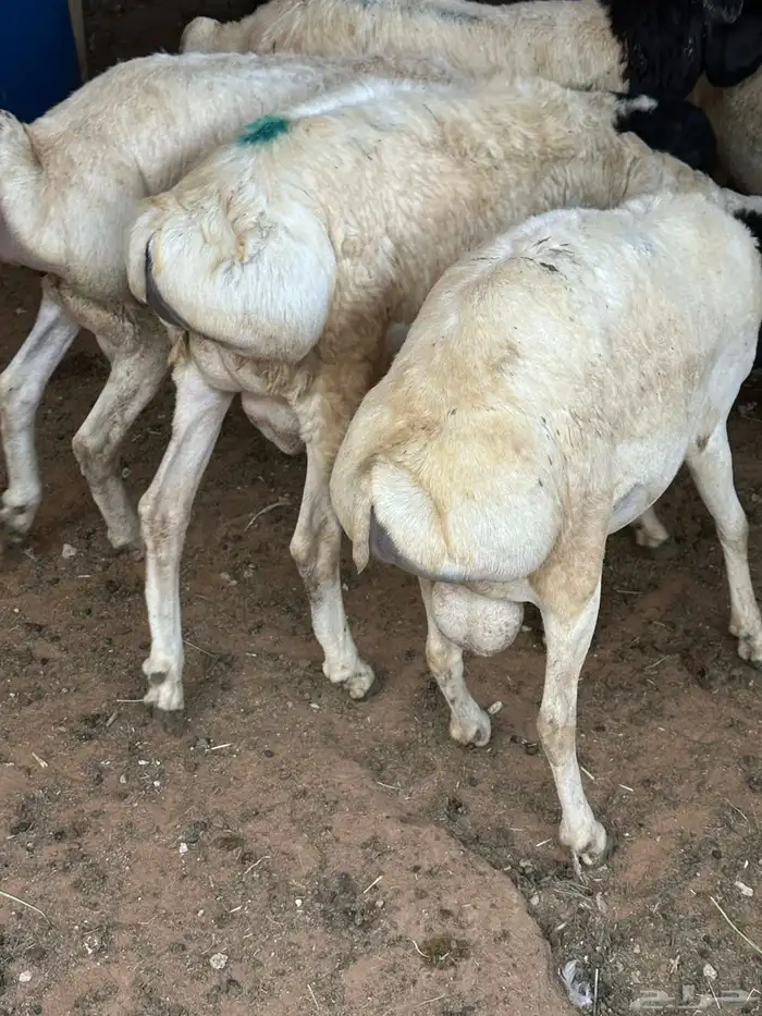 برابر جذعان طرف لحم وشحم 0