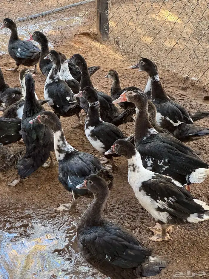 بط بح. ودجاج هجين وبلدي 1