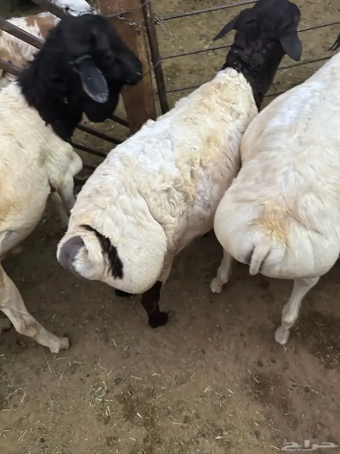 تيوس وبرابر مرابي 28