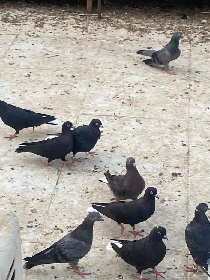 حمام قطيفي   قطايف   قلابي 7