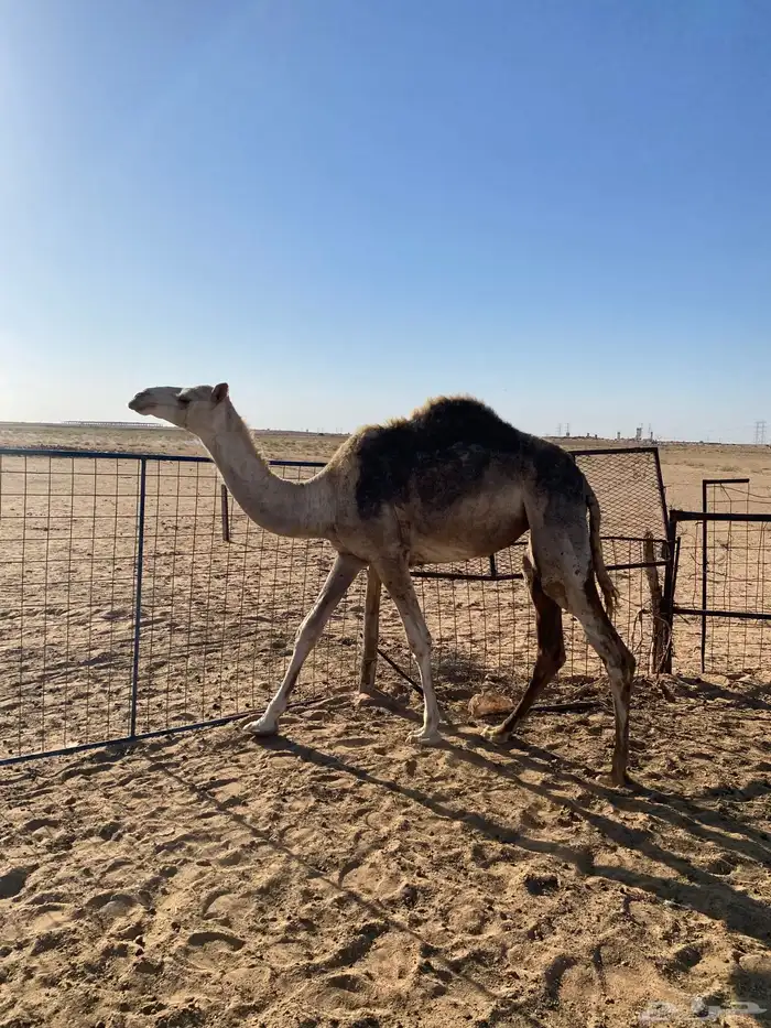 بكره طيبه حقه 7