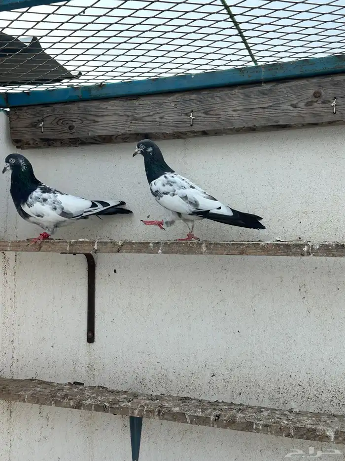 حمام باكستاني 3