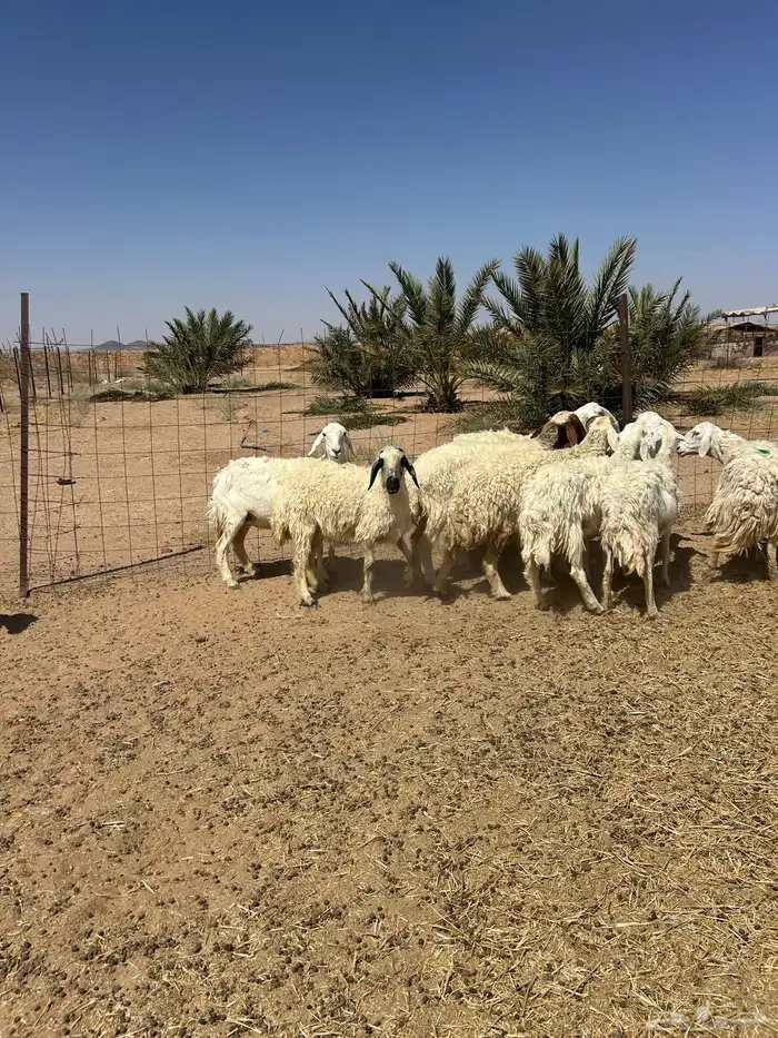 غنم حريه 3