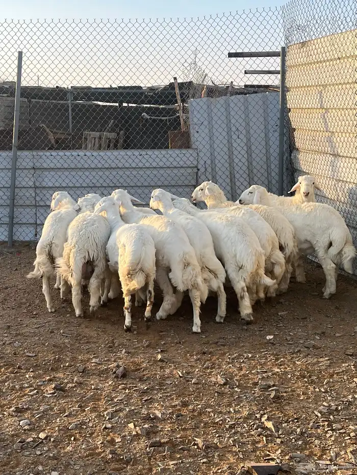 طليان جبره كايفه شحم فل 4