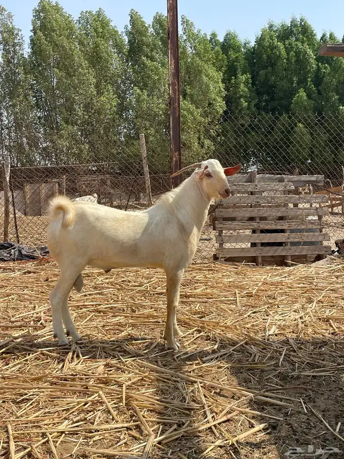 تيس فحل ابرص ثني 2