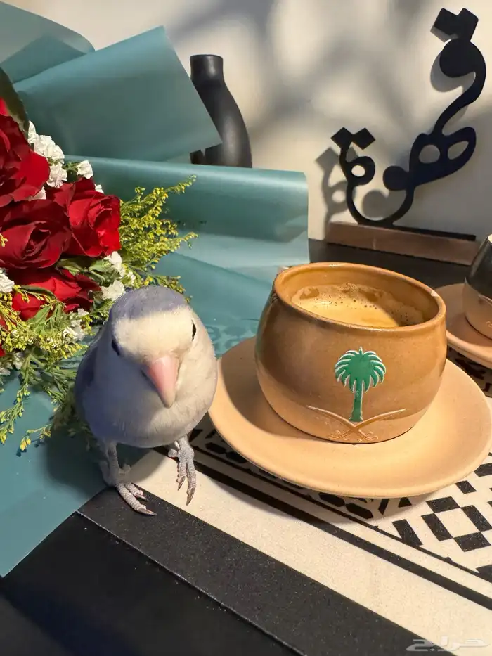 روز اليف 0