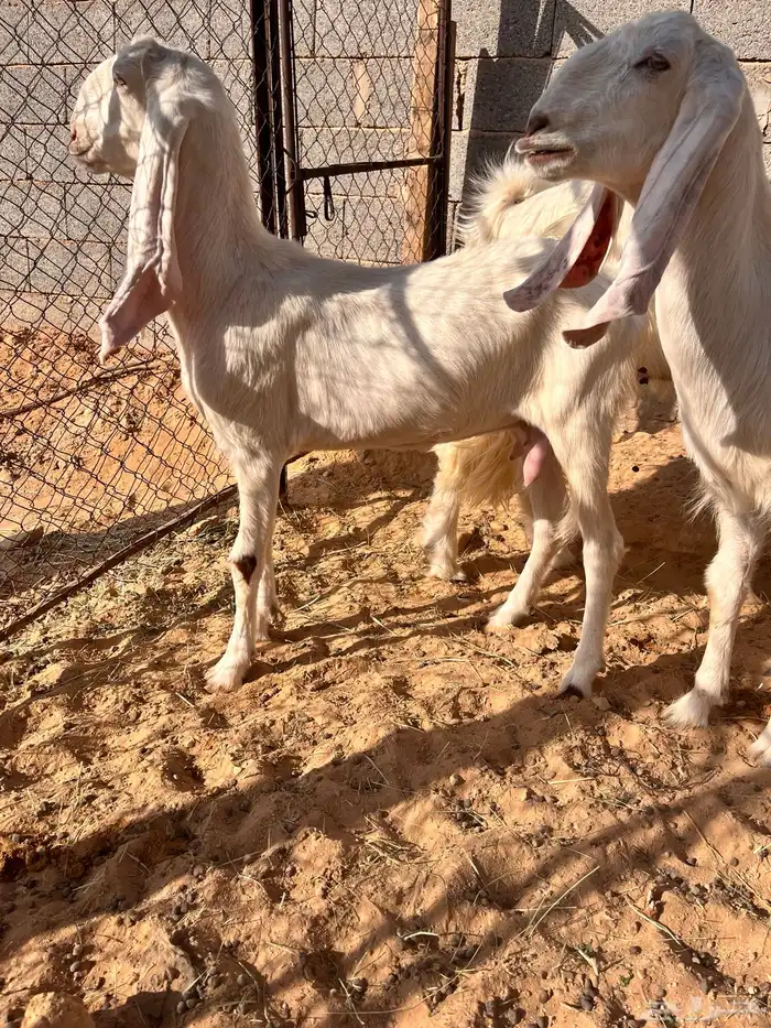 عنزين وتيس 1