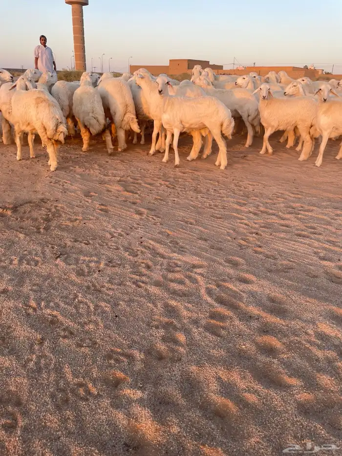 رخال حريات منوه القناي 5