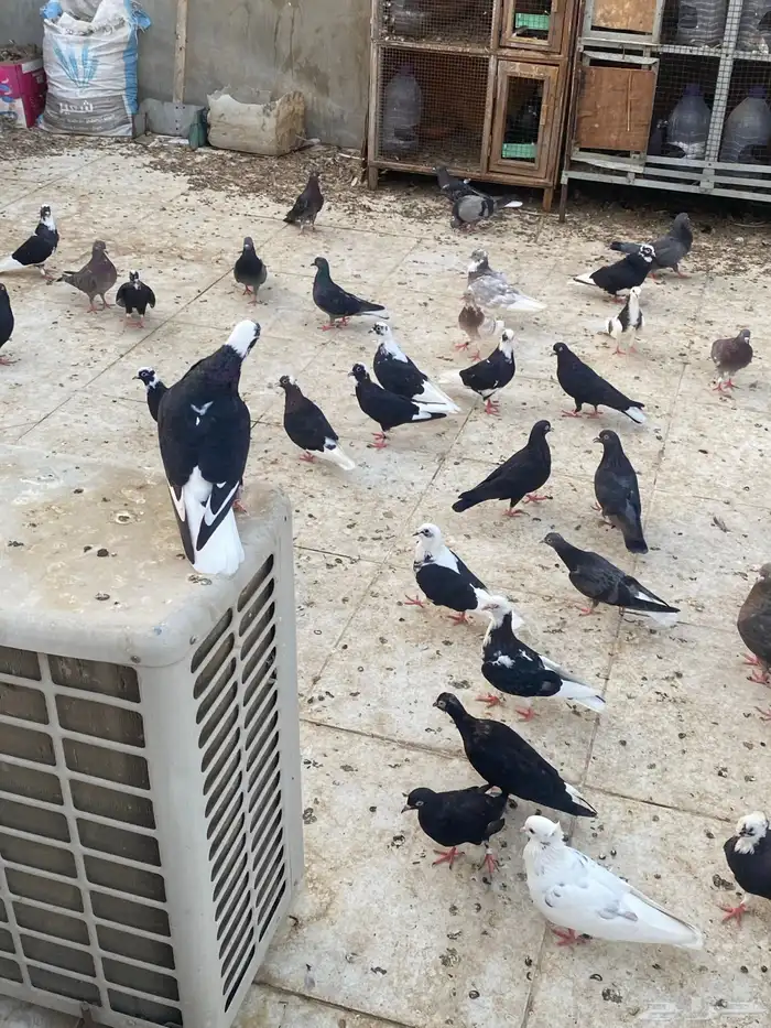 حمام قطيفي   قطايف   قلابي 0