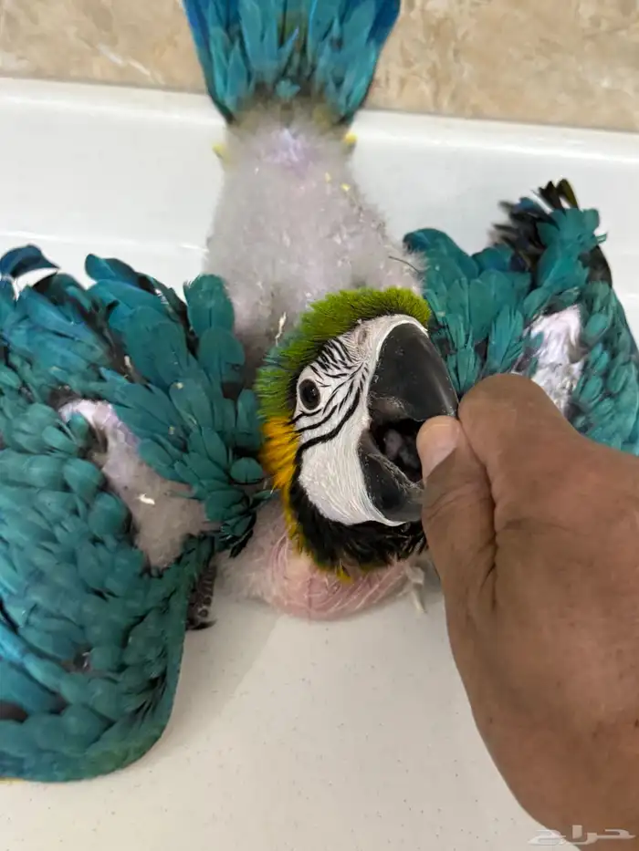 فرخ مكاو بعمر شهرين 5