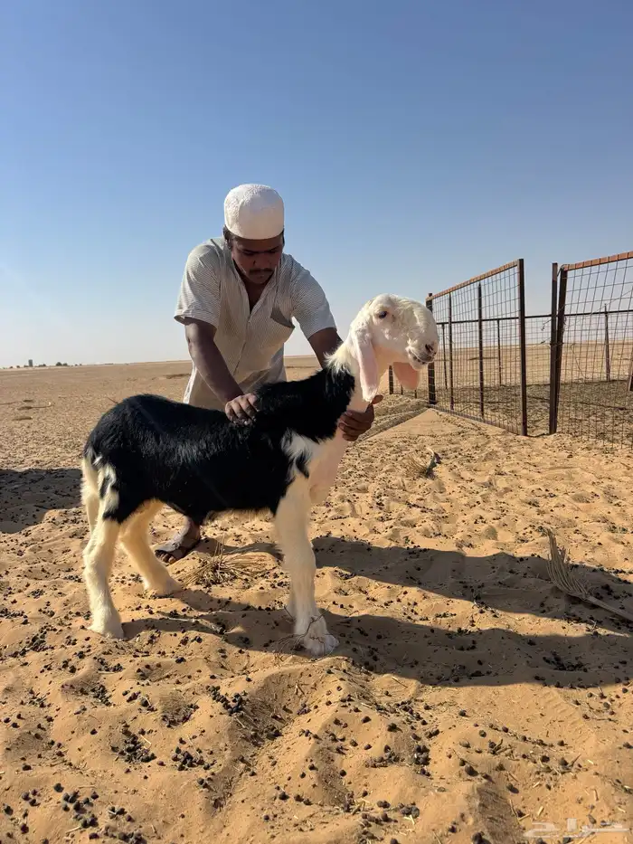 مشروع فحل نجدي صنف 0