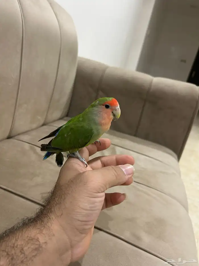 روز تربيه 3