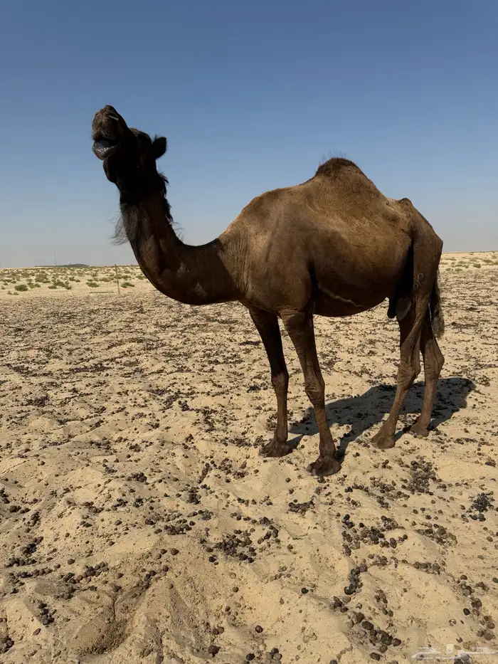 8 لقحات وبعير وعشرا والبل طيبه 5