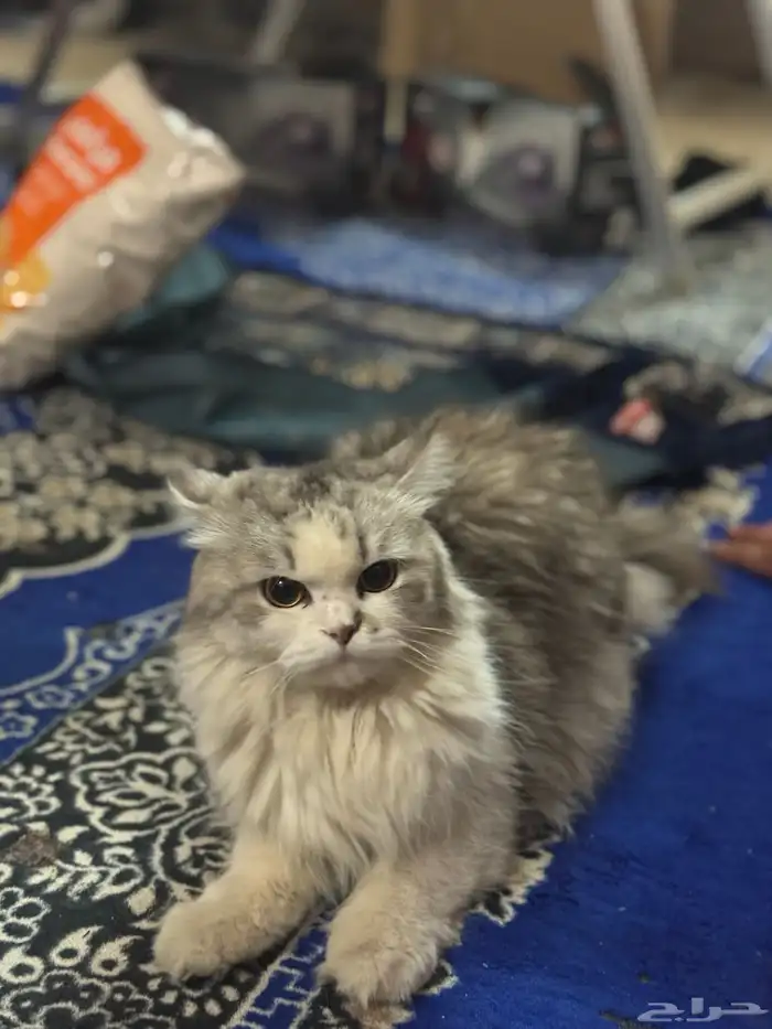 قطة شانشيلا 0