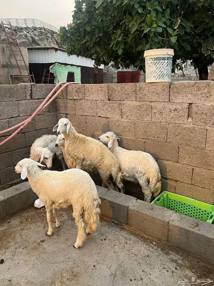 طليان ورخال 7
