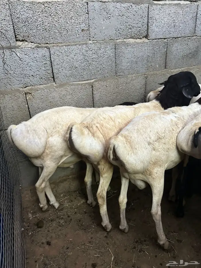 تيوس وبرابر مرابي 7