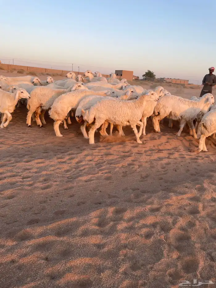 رخال حريات منوه القناي 2