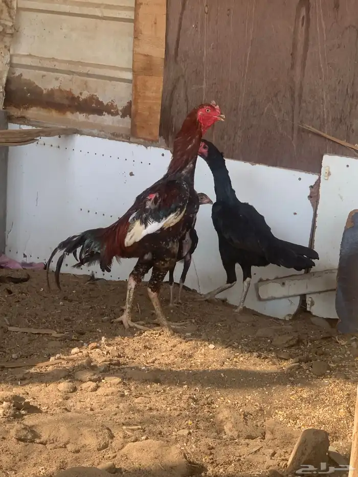 دواجن 1