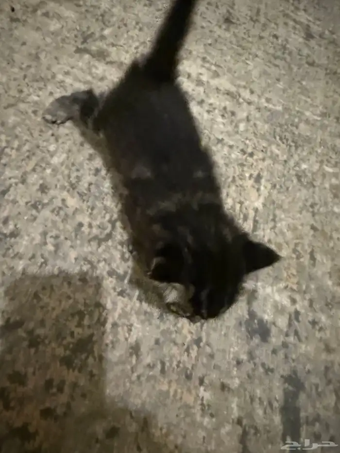 قطط للبيع 3