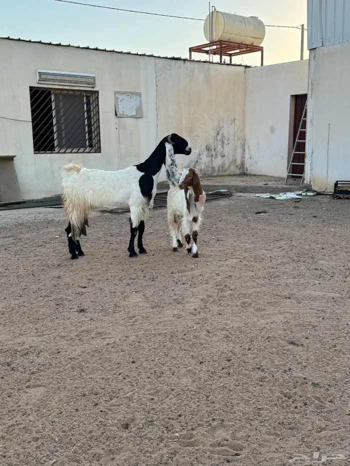 عنز مشروكه رباع والد 0