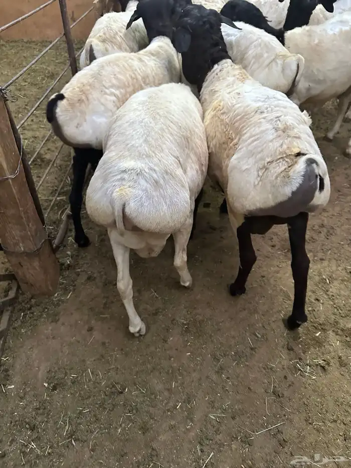 تيوس وبرابر مرابي 18