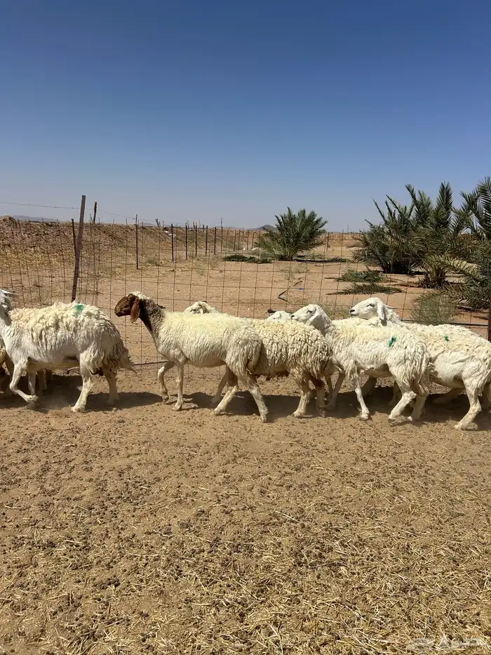 غنم حريه 5
