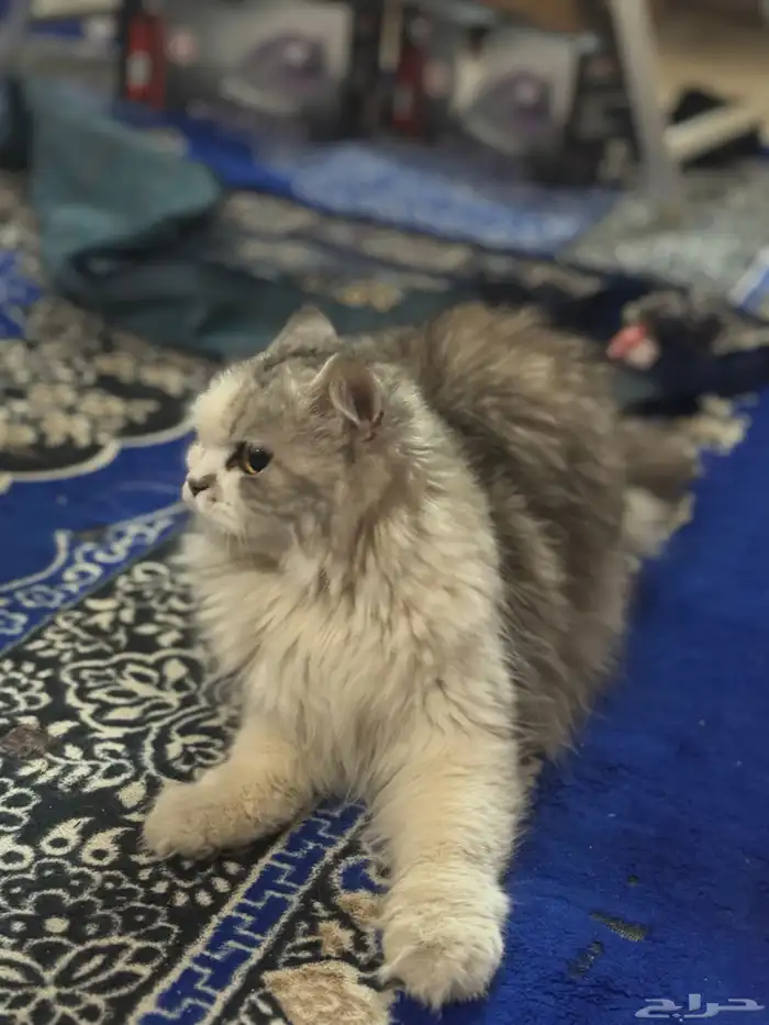 قطة شانشيلا 2