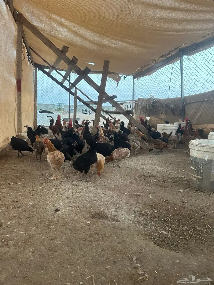 دجاج بلدي بياض 0