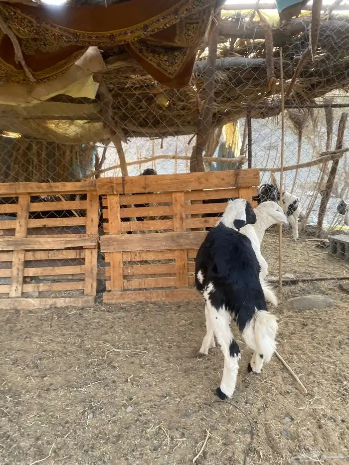 3 طليان تم البيع 2