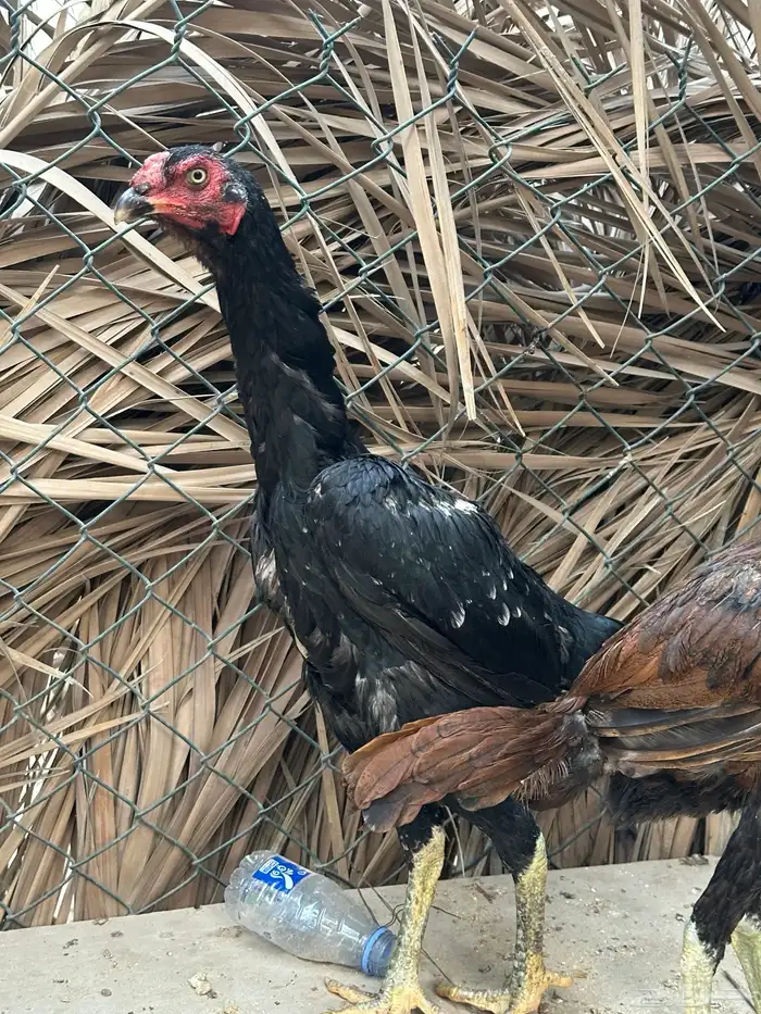 دجاج 2