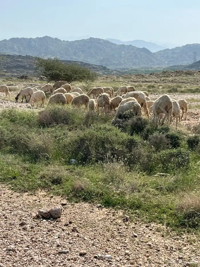 المجارده 0