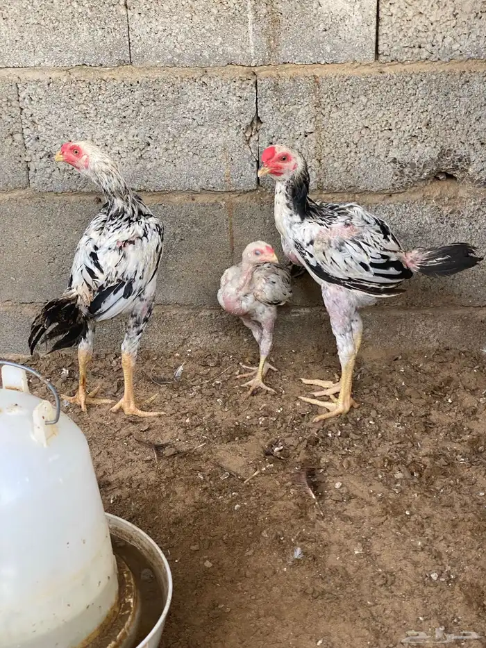 فروخ باكستاني ديوك 0