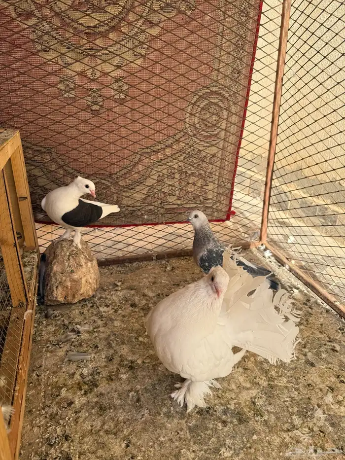 حمام 5