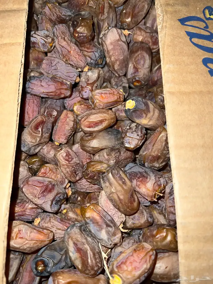 متوفر انتاج تمور جديدة الف كرتون موز 5